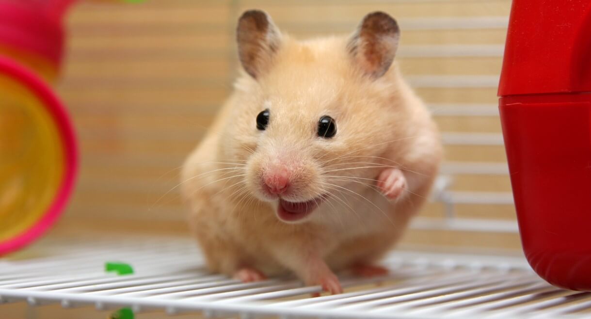 What You Need to Know Before Considering a 'Pet' Hamster | PETA