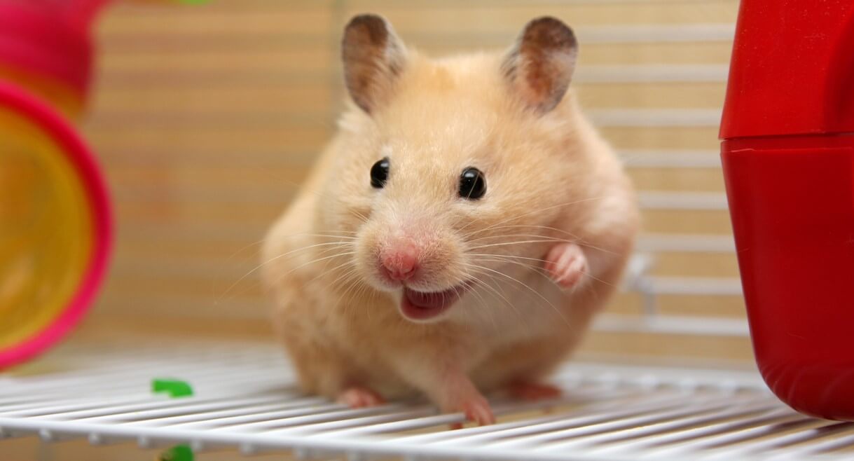 Syrian Hamster - Animal Facts Encyclopedia