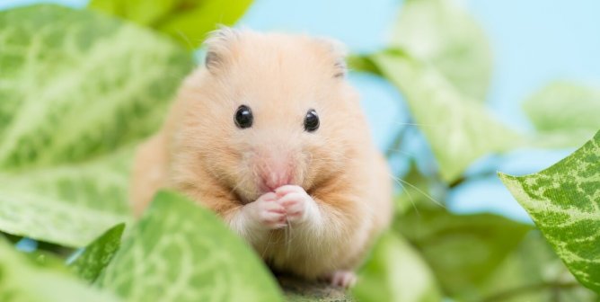 PETA’s Research Modernization Deal Kicks Animal Tests to the Curb