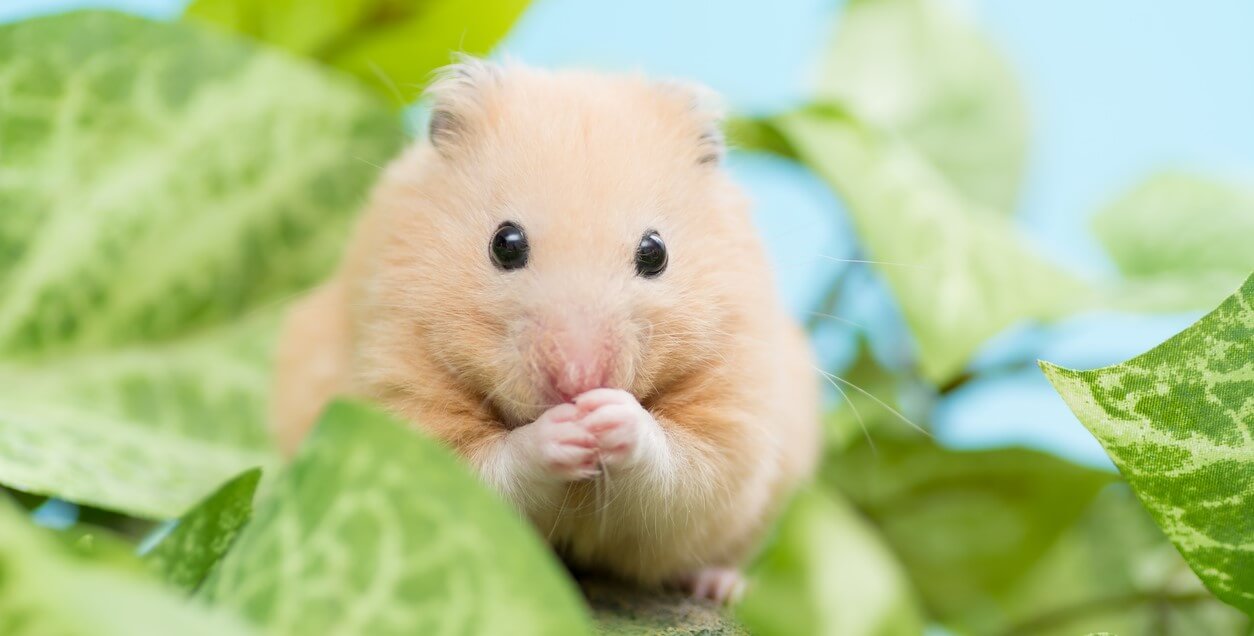 People for the Ethical Treatment of Animals (PETA)
