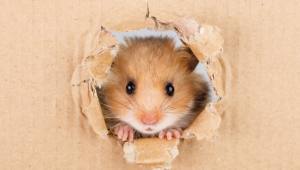 Cute hamster peeking through hole in cardboard box
