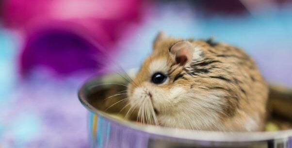 Tiny hamster sitting in food bowl eating