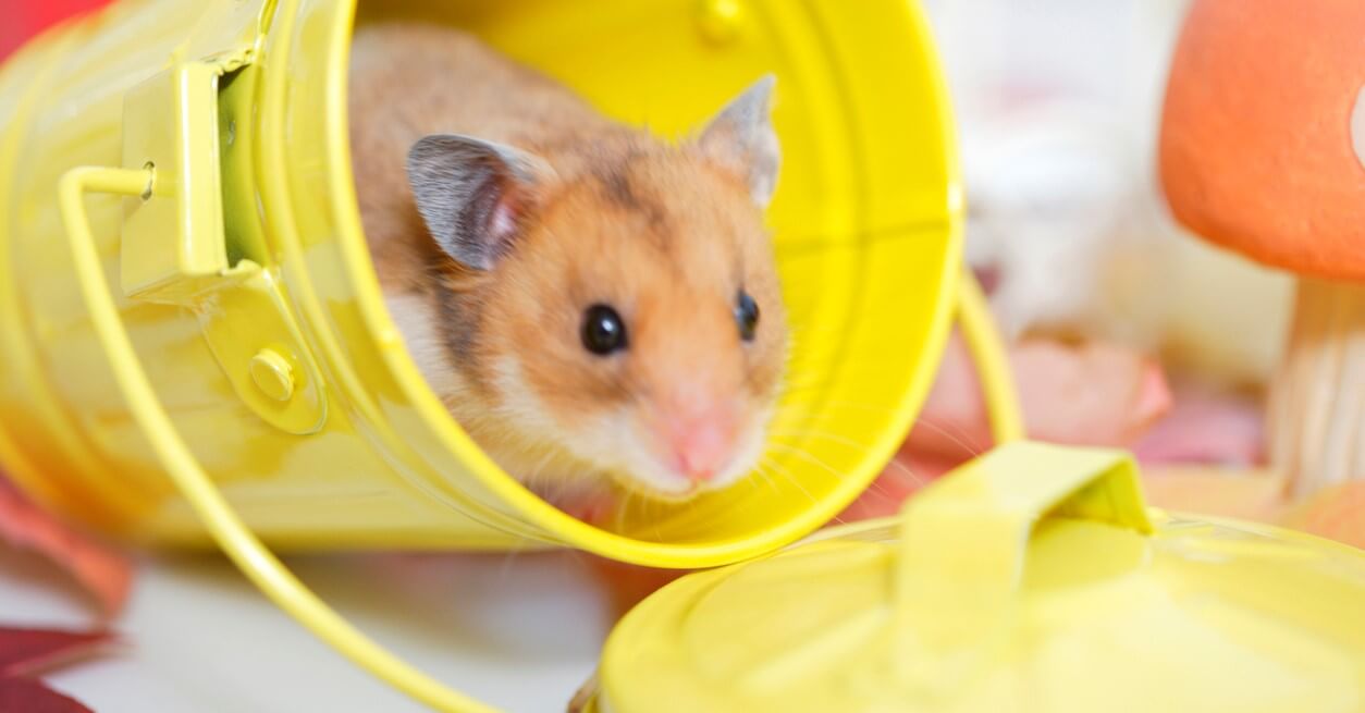 Why Animal Rights? PETA