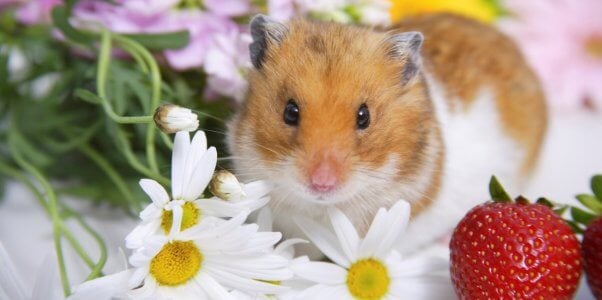 Cute brown and white hamster with daisies and a strawberry
