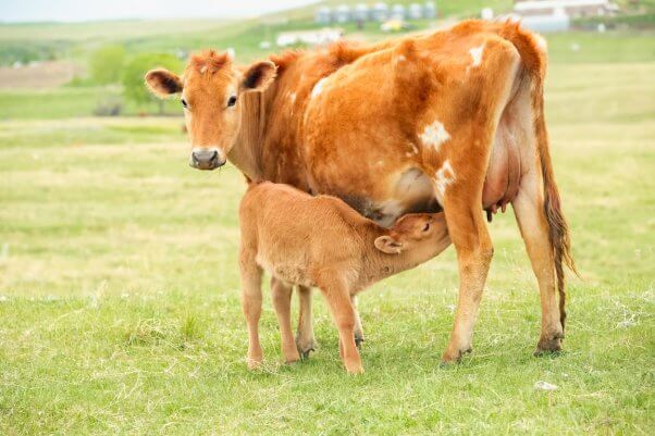 A pretty Jersey cow feeding her baby calf in a green grassy pasture on a Montana ranch. No people in this high resolution color photograph with horizontal composition.