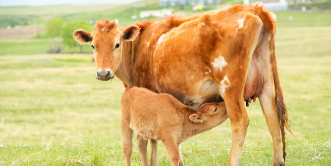 A pretty Jersey cow feeding her baby calf in a green grassy pasture on a Montana ranch. No people in this high resolution color photograph with horizontal composition.
