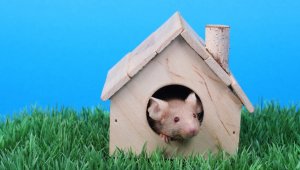 Other Property Gifts