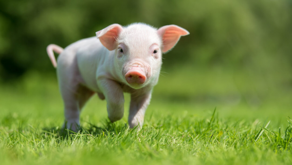 Newborn piglet on spring green grass on a farm