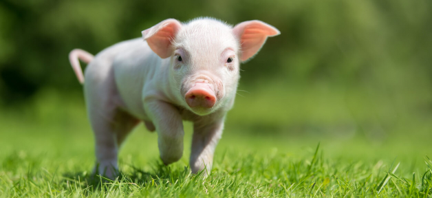 Newborn piglet on spring green grass on a farm