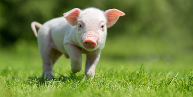 Newborn piglet on spring green grass on a farm