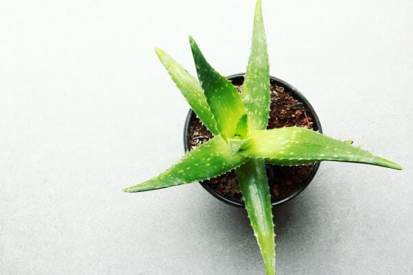 potted aloe plant