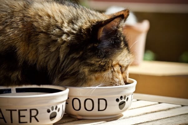 cat cat food picks animal for