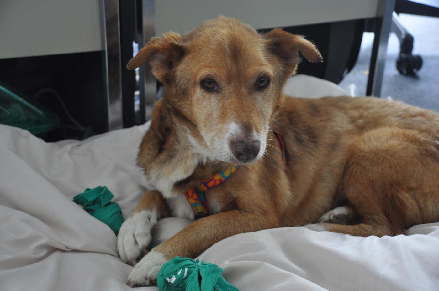 TeachKind Rescue Stories: Miss Willie's Bucket List | PETA TeachKind Rescue Stories: Miss Willie's Bucket List | PETA