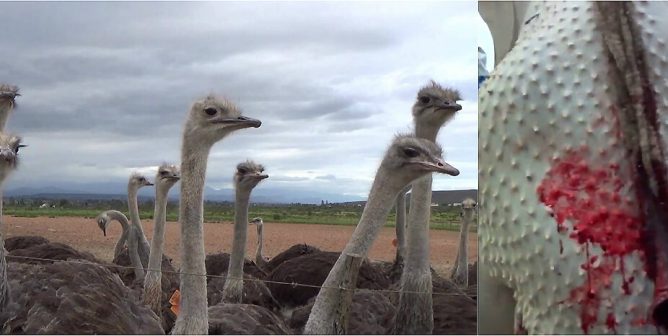 peta wants manafort ostrich coat