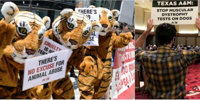 help animals--take action on peta's 10 most urgent action alerts this month