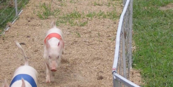 People Are Shunning Animal Attractions at Fairs—This Is Why