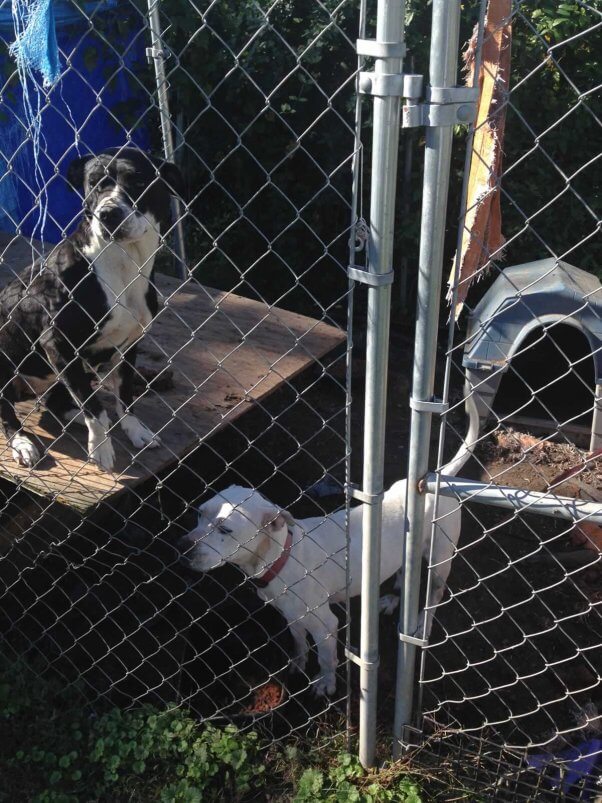 Two dogs in filthy pen, Ellie on roof of doghouse