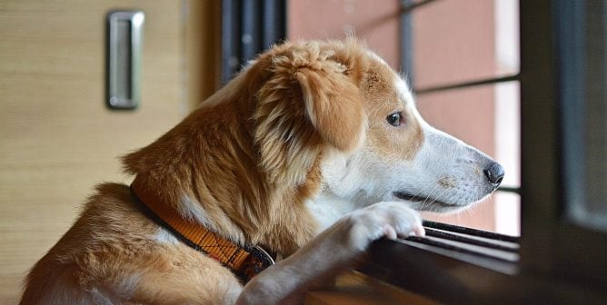 Are You Spending Enough Time With Your Dog?