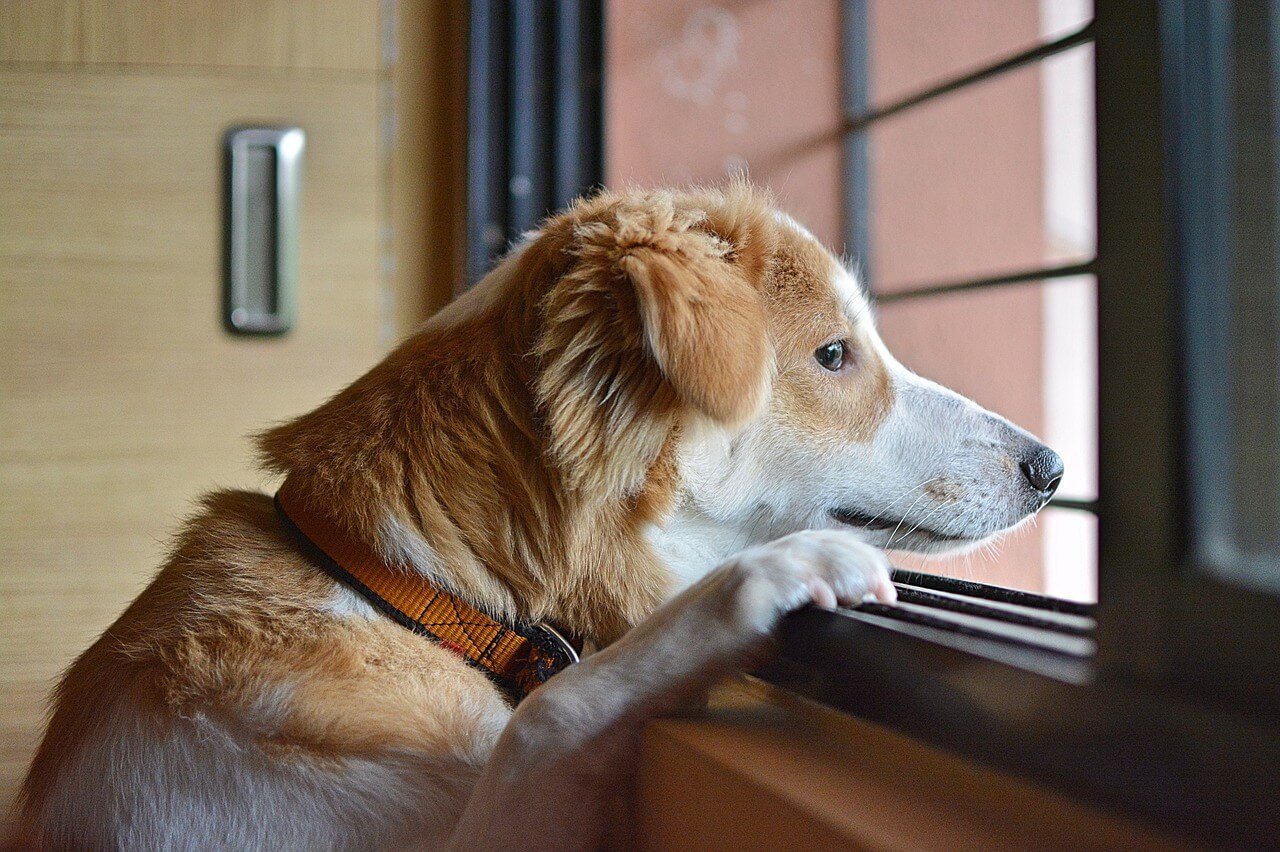 Join us for a howling good time at our Dog Days Date N Dine! Get