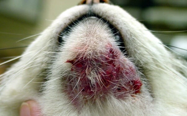 cat acne, like human acne, can be mild or severe