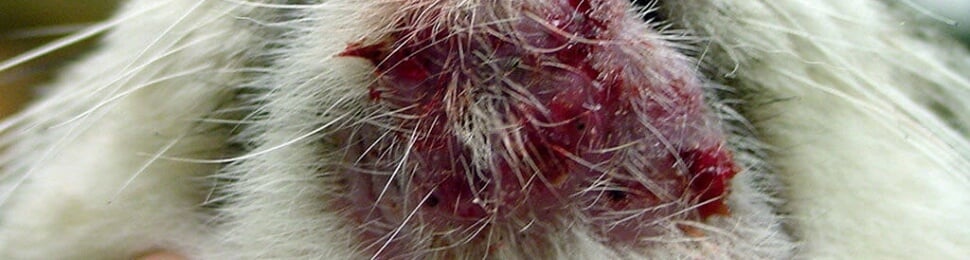 cat acne, like human acne, can be mild or severe