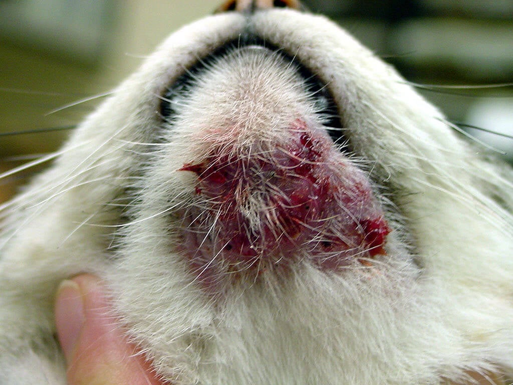 Cat Acne? It's Real—and Here's How You Can Treat It | PETA