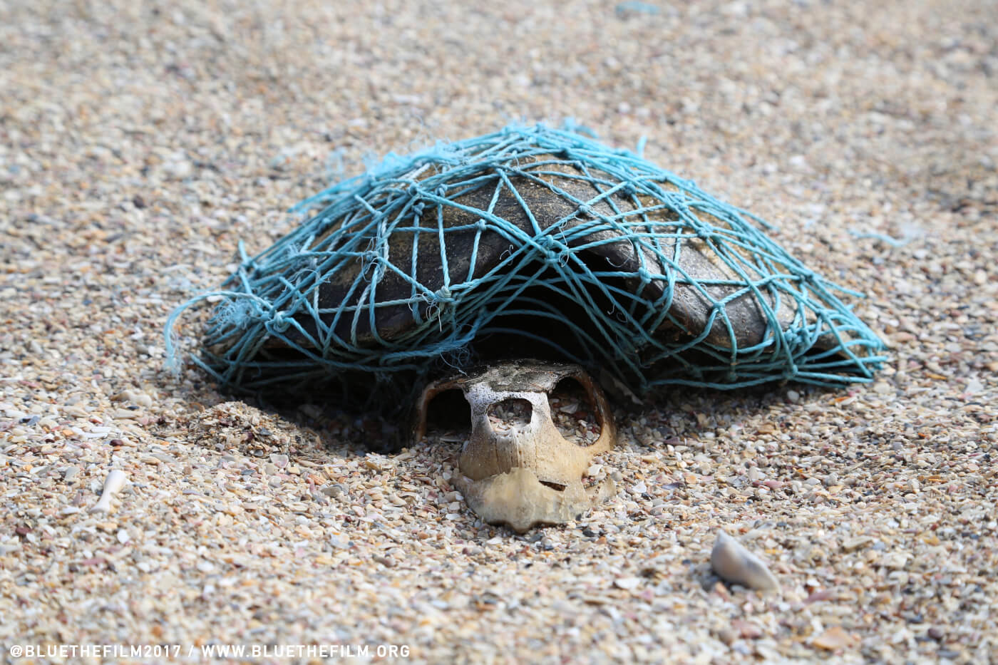 Dead Turtle Still Wrapped in Fishing Net That Likely Killed Him