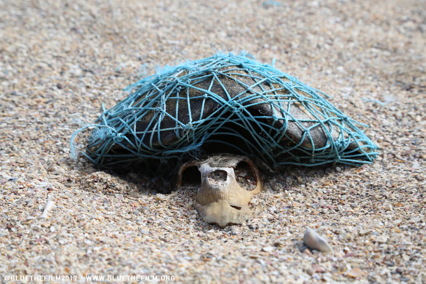 Marine Biologist Whose Video Showed Straw Being Removed From Turtle Has  Another Message For The World