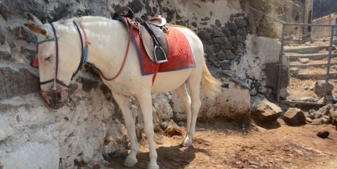 Donkey looks for shade on Santorini