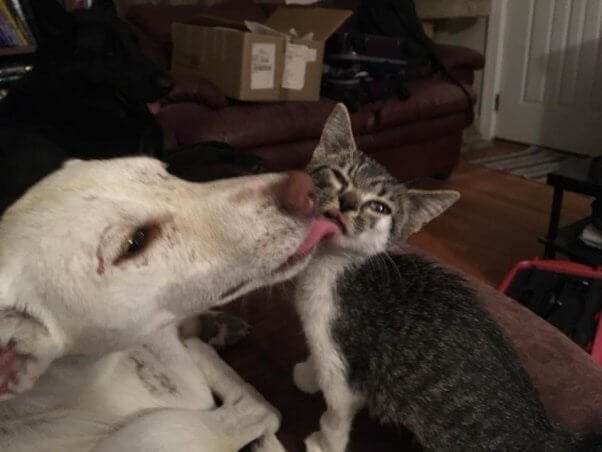 White dog licking tabby kitten