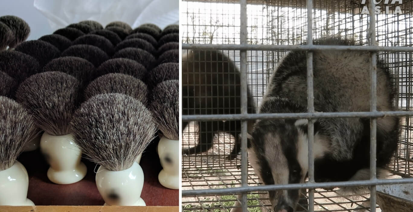 Badger hair brush bans