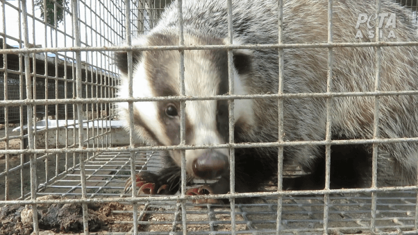 badger in tiny cage