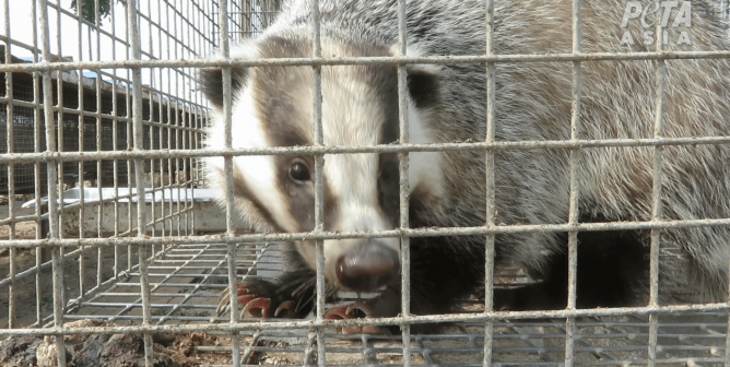 Groundbreaking Investigation: PETA Asia Exposes Extreme Cruelty in Badger-Brush Industry