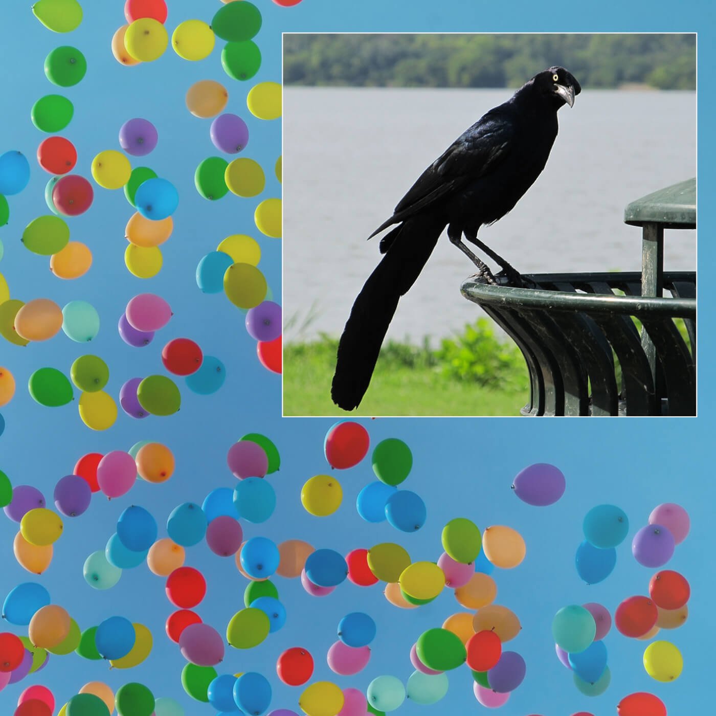 https://www.peta.org/wp-content/uploads/2018/09/Balloons-and-Bird-on-Trash.jpg