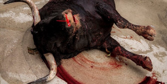 bull on the ground bleeding and dying during bullfight