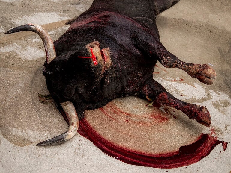 bull on the ground bleeding and dying during bullfight