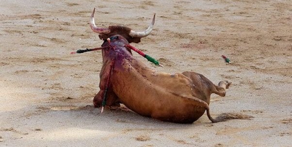 bull on the ground with barbed spears protruding from his neck during bullfight