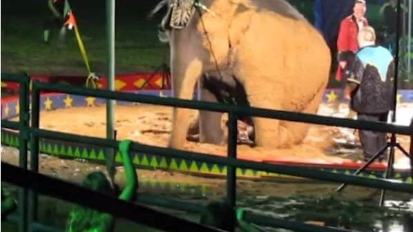 elephant stuck in mud