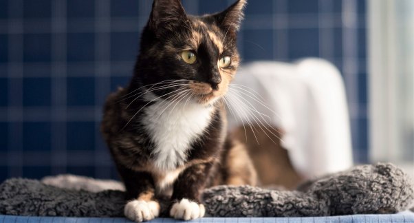 Pretty tortoiseshell cat at PETA headquarters