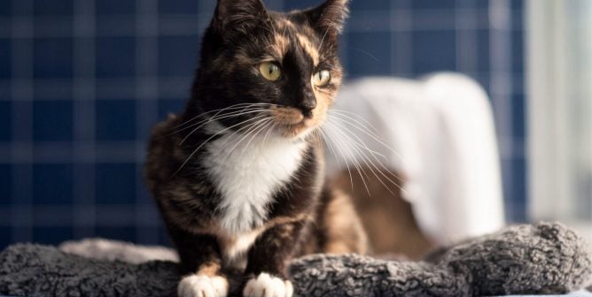 Pretty tortoiseshell cat at PETA headquarters