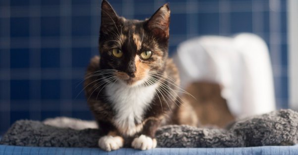 Pretty tortoiseshell cat at PETA headquarters