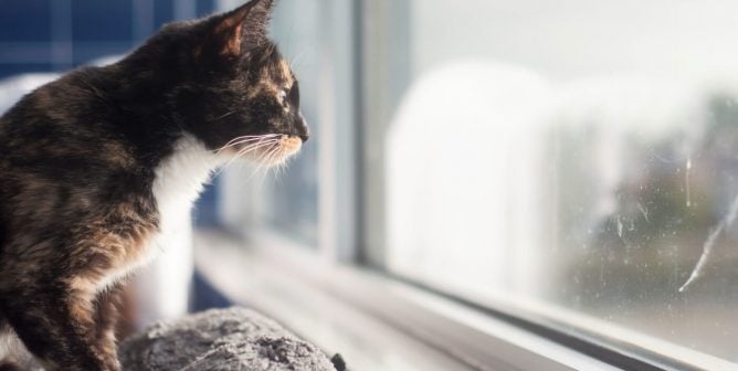 Why You Should Treat Your Cat Like a Dog