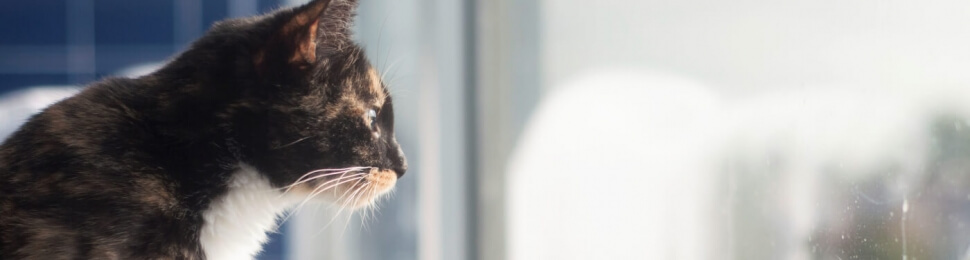PETA-rescued tortoiseshell cat looking out window