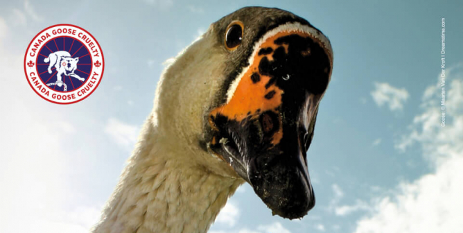 Canada Goose: I’m a Living Being, Not Jacket Filling.