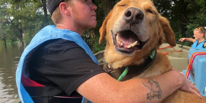 dog rescue after hurricane florence