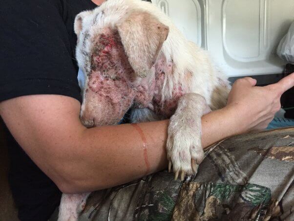 White dog with severe mange and swollen eye