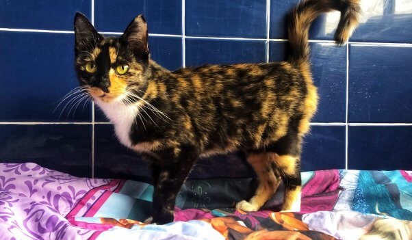 Young tortoiseshell cat on flowered blanket at PETA headquarters