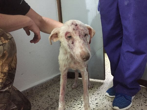 White dog with severe mange standing next to person in scrubs