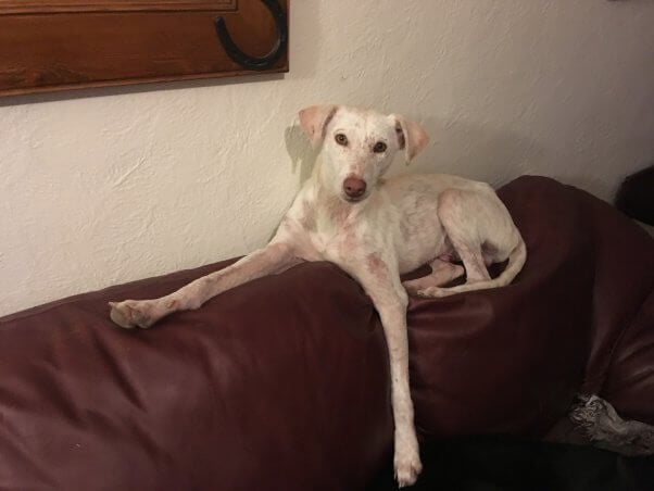 Cute white dog sprawling on couch