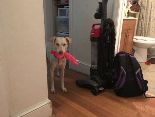 Cute happy white dog holding red toy